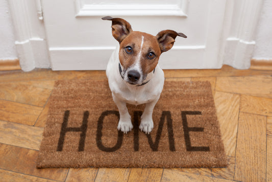 Understanding the Types of Food Supplies for Your Dogs!