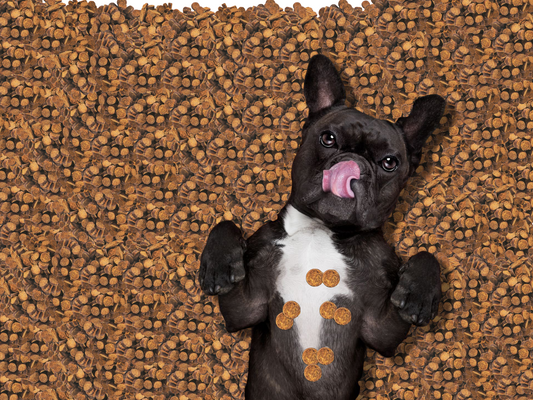 Wholesale Pet Supplies