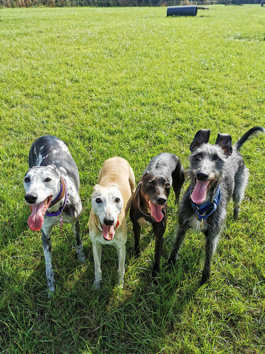 Introducing…Lurchers