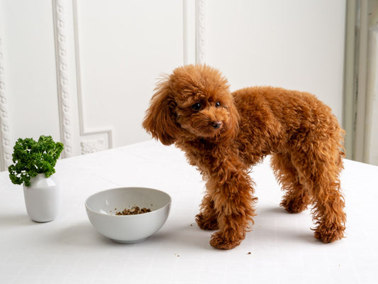 5 Uses of Pate for dogs!