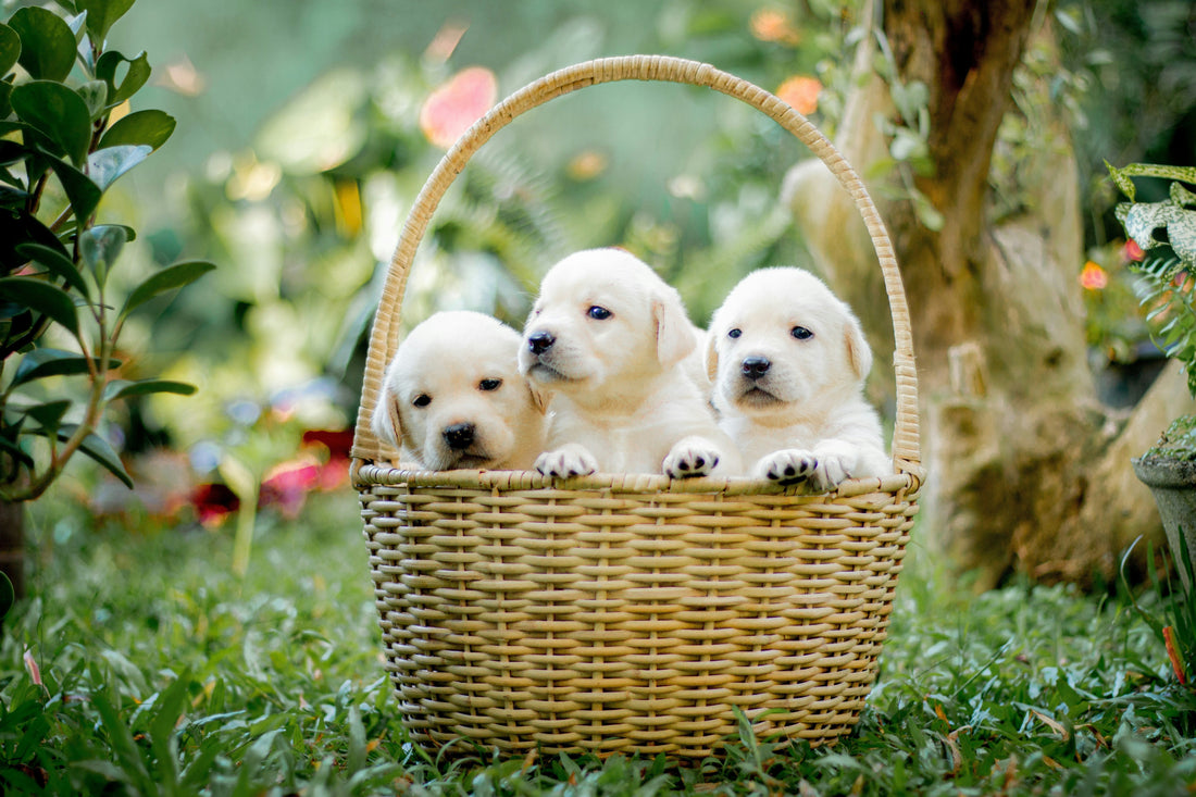 Hop Into Fun: Easter Brain Games for Dogs
