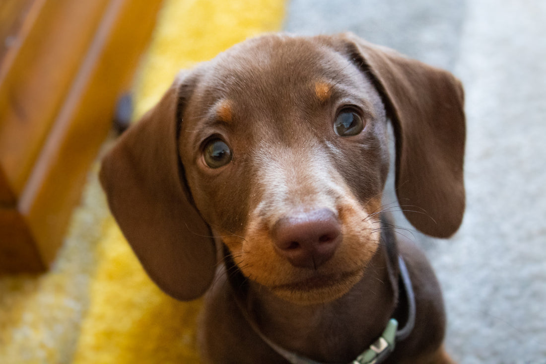 Crufts - Friday 11th March