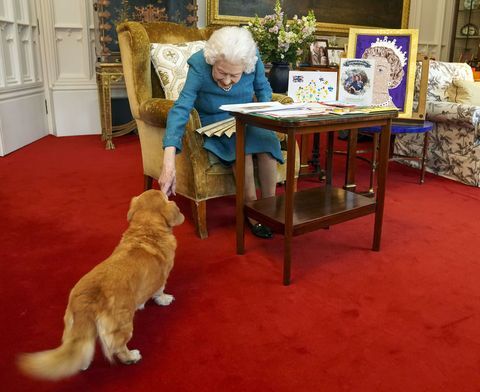 The Queen’s Dogs - What Happens Next