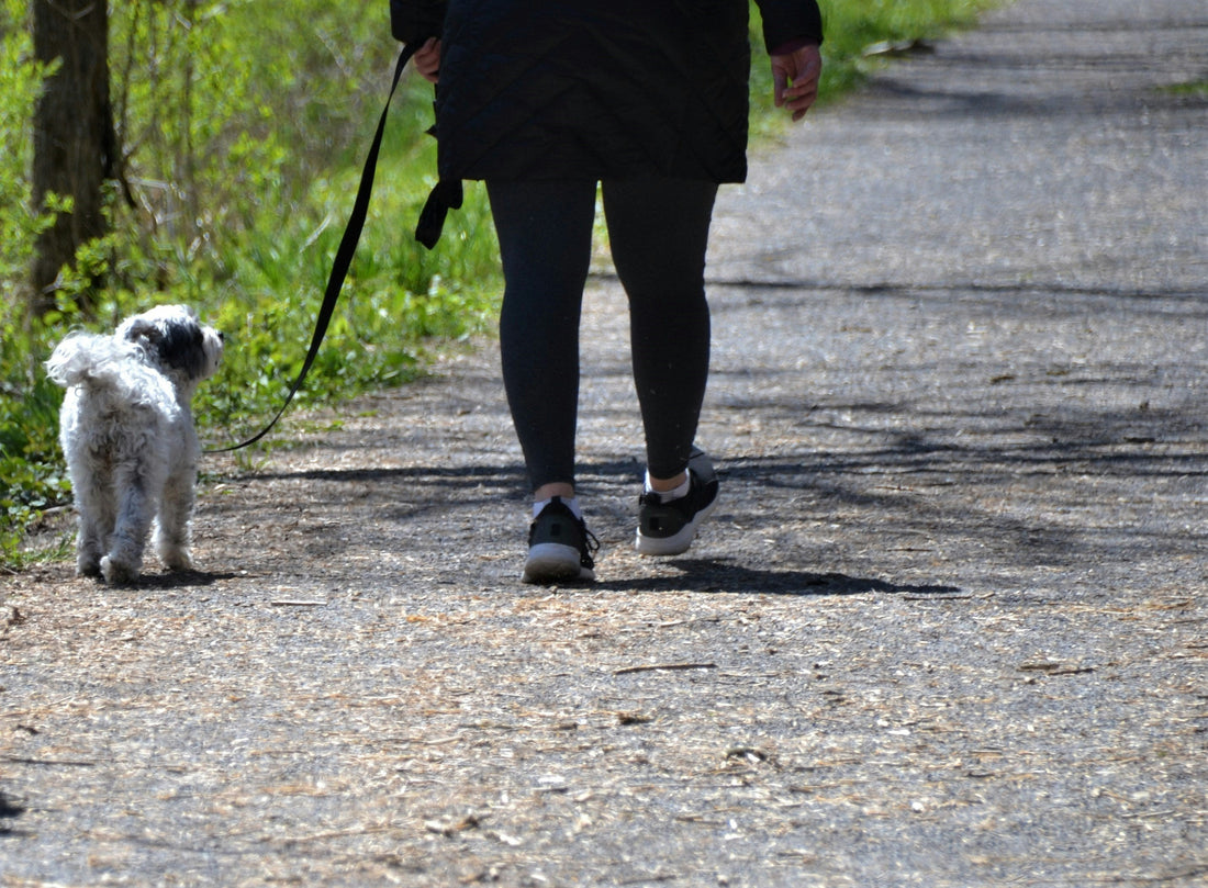 Ticks and Dogs in the UK: Understanding the Risks and Prevention