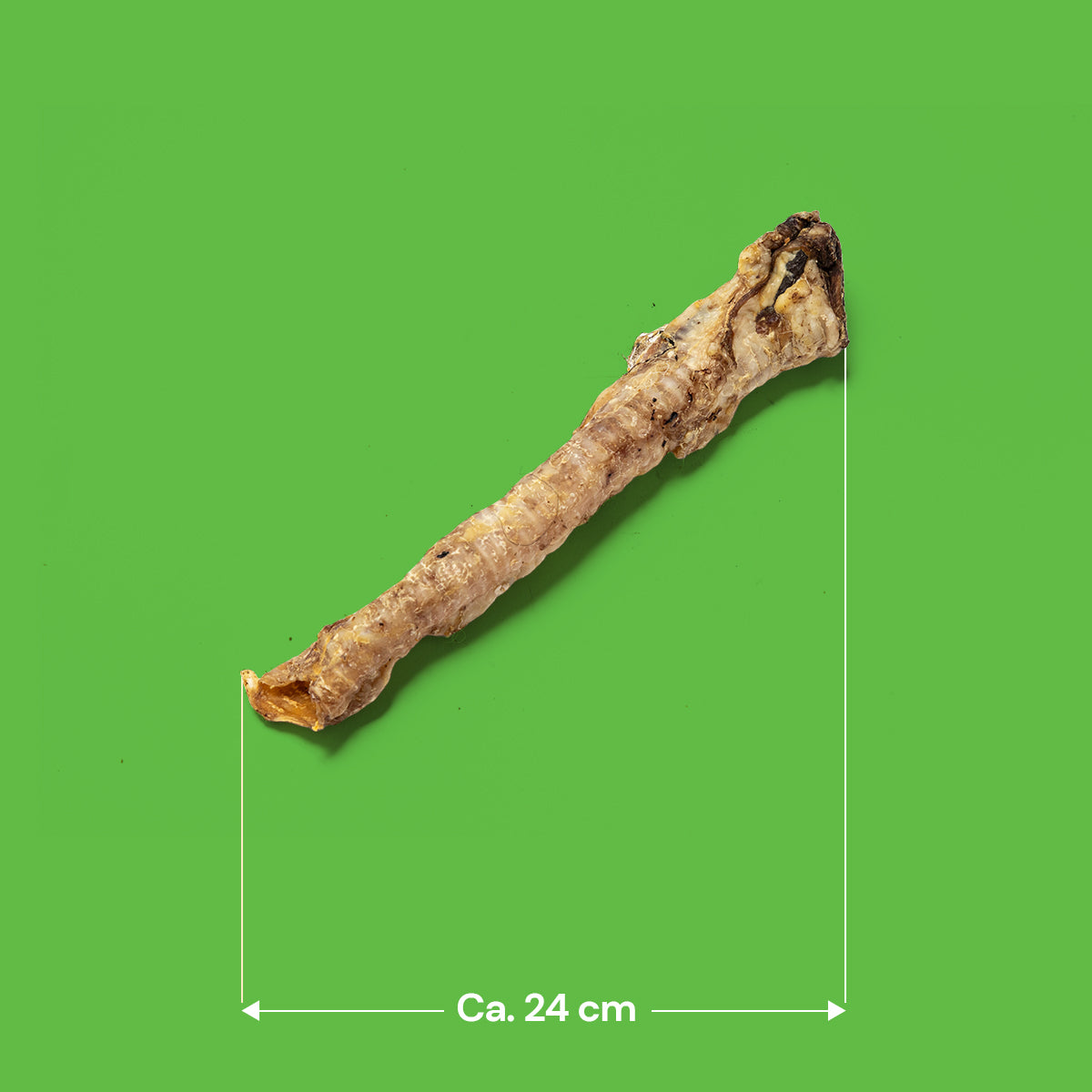 British Lamb Trachea