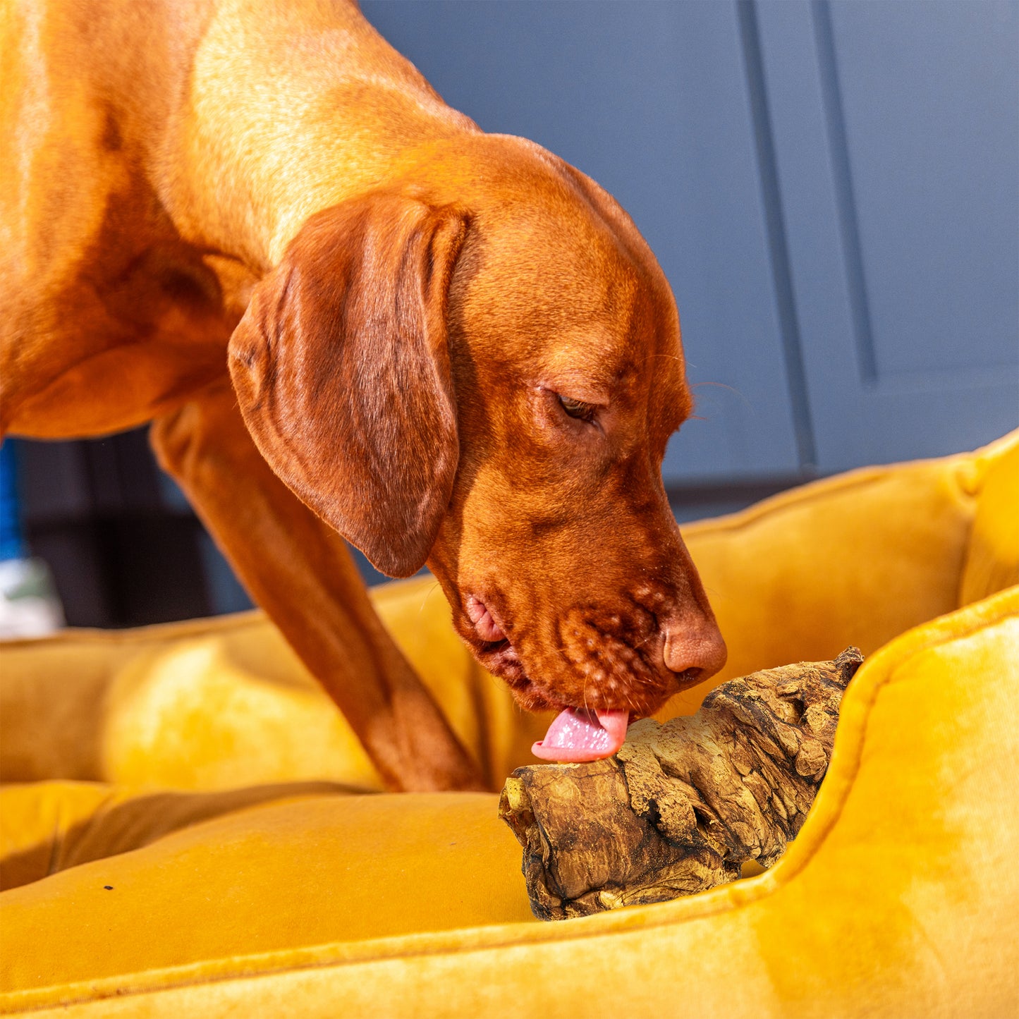 Buffalo Trachea Wrapped in Lung