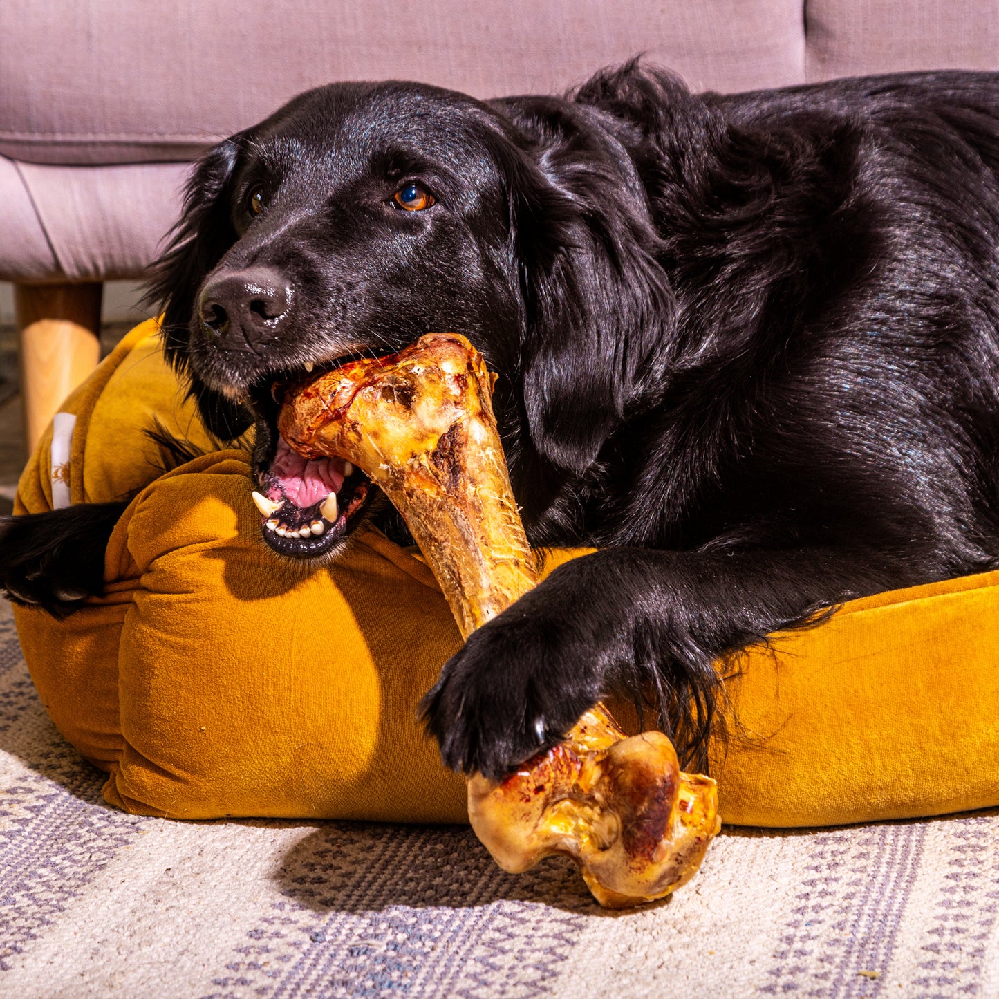Jumbo Ostrich Bones