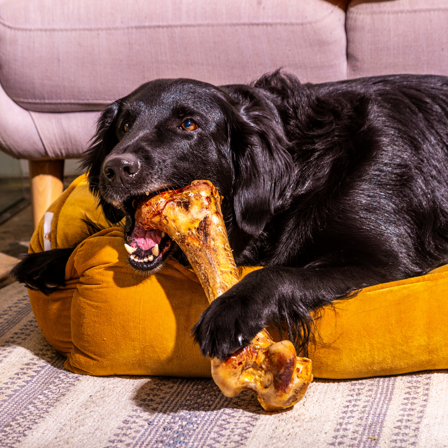 Jumbo Ostrich Bones