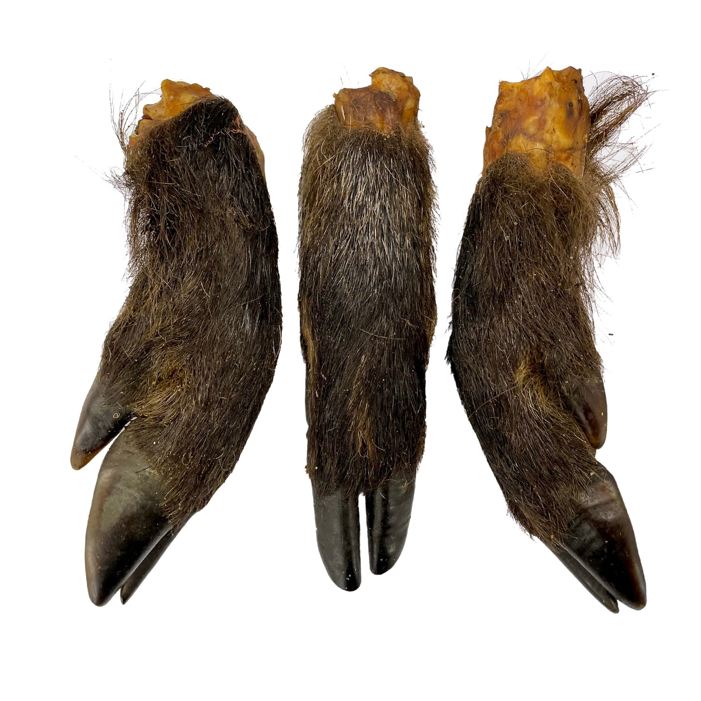 Hairy Wild Boar Legs (5pcs & 10pcs nets)