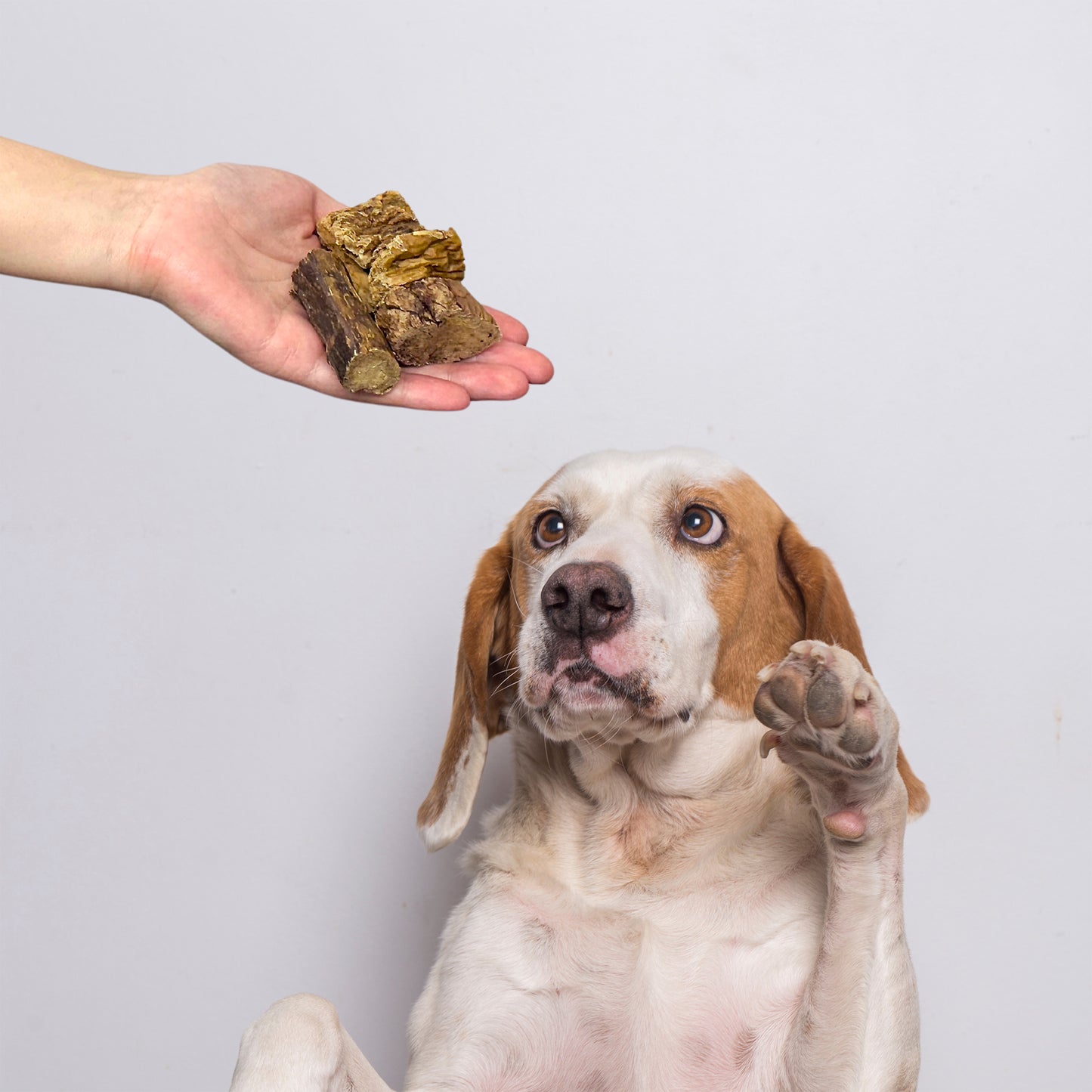 Beef Lung