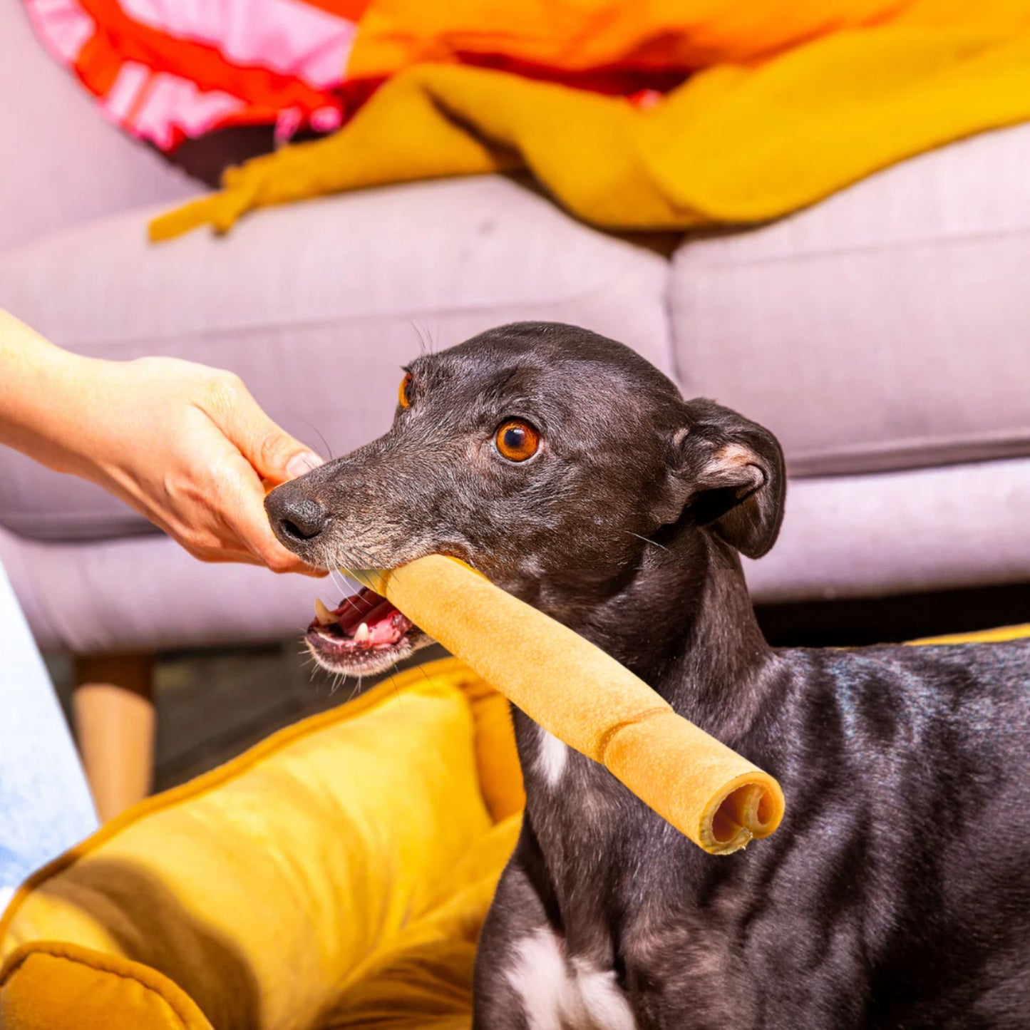 Jumbo Buffalo Skin Rolls
