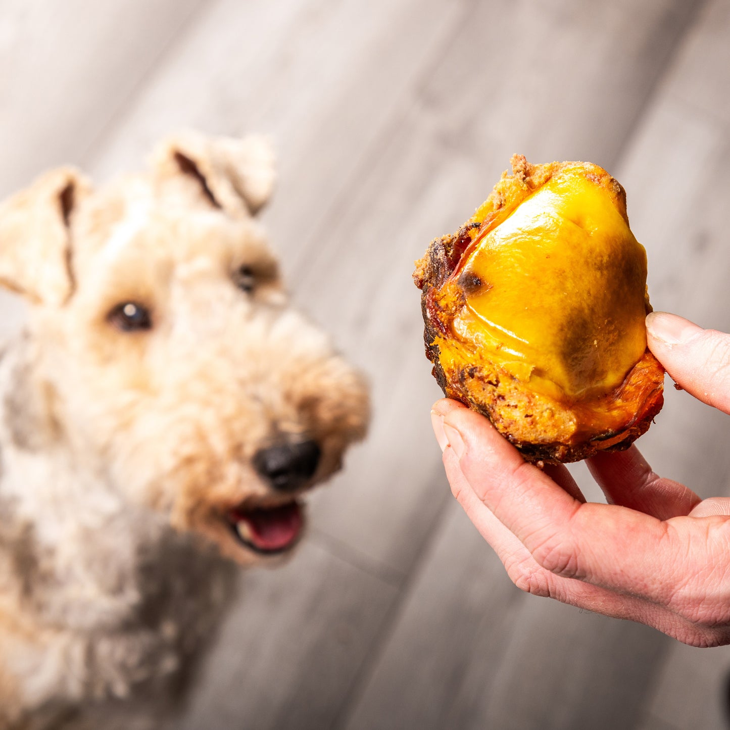 Beef Knees "Doggy Gobstoppers"