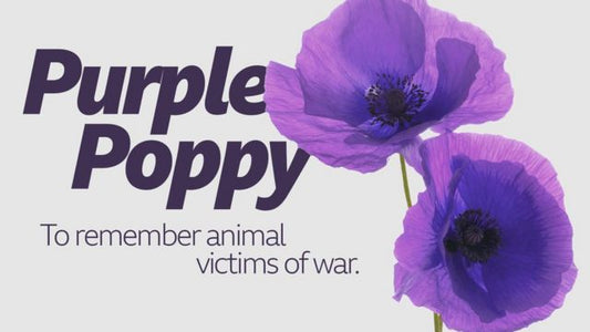 Remembrance Day and the Purple Poppy