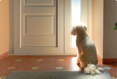 Back to Routine: Helping Your Dog Adjust When the Family Returns to Work and School