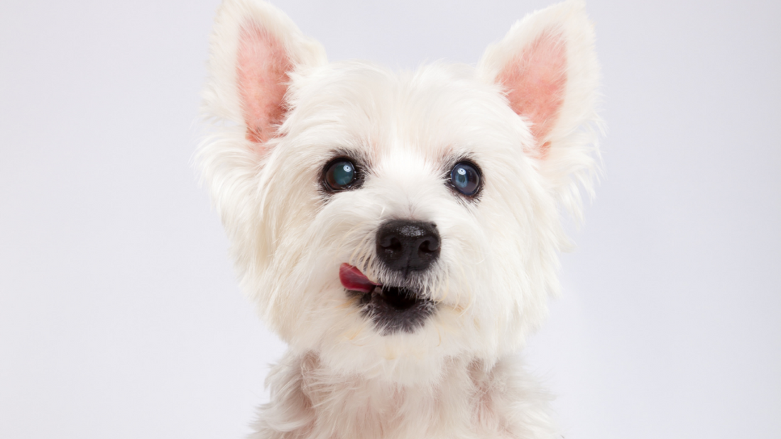 Why make the switch from store bought to natural, healthy dog treats? Find out here!