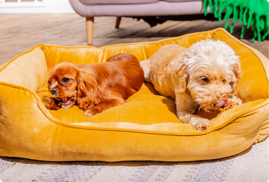 Why Dogs Need Structure After the Holidays