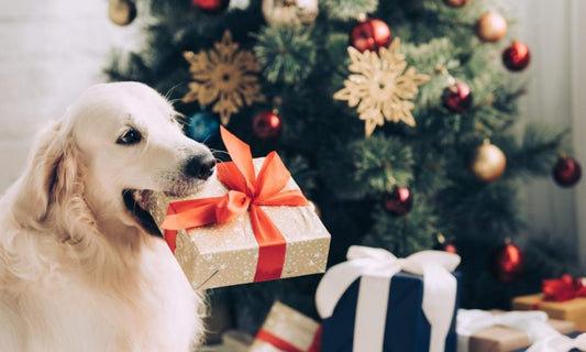 Christmas Presents for Your Dog