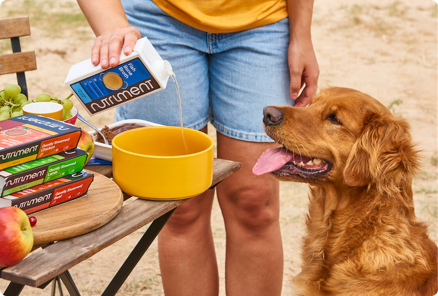 Late Spring Walk Essentials: What to Pack for a Happy, Healthy Dog