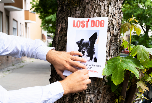 Dog Theft Prevention Checklist &amp; What Every Owner Should Do if Your Dog Goes Missing