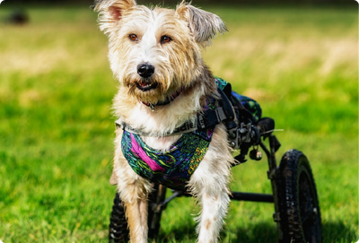 Small Acts, Big Impact: How Supporting Animal Charities Helps Pets Find Forever Homes