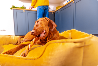 The Science Behind Chewing & Stress Relief