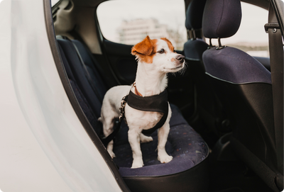 Guide to Your Puppy’s First Summer Trip
