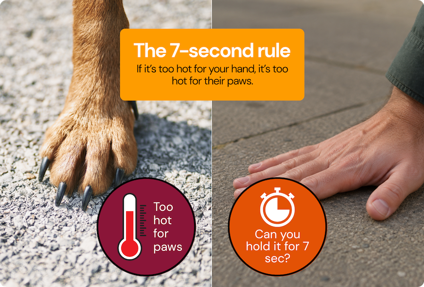 Summer Walk Safety: When It's Too Hot for Pavements