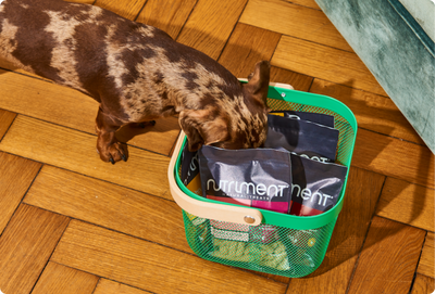 Your Dog’s Ultimate Black Friday Shopping List