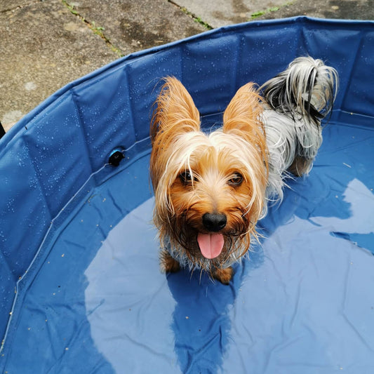Keeping your dog cool in summer - part 2!