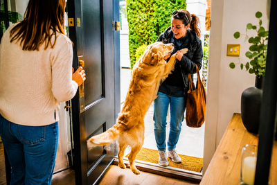 Stopping Jumping up on Guests During Summer Visits