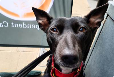 From Rescue to Remarkable: The Stories of Millie, Penelope & Milo