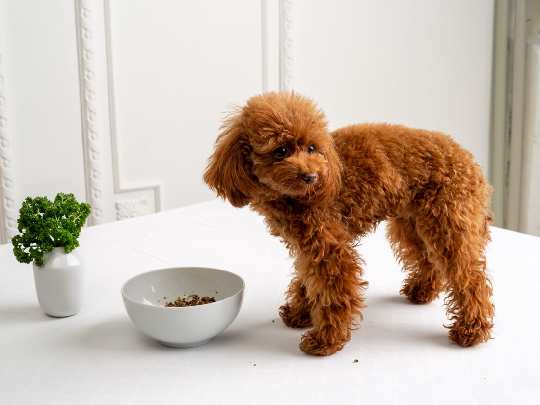 5 Uses of Pate for dogs!