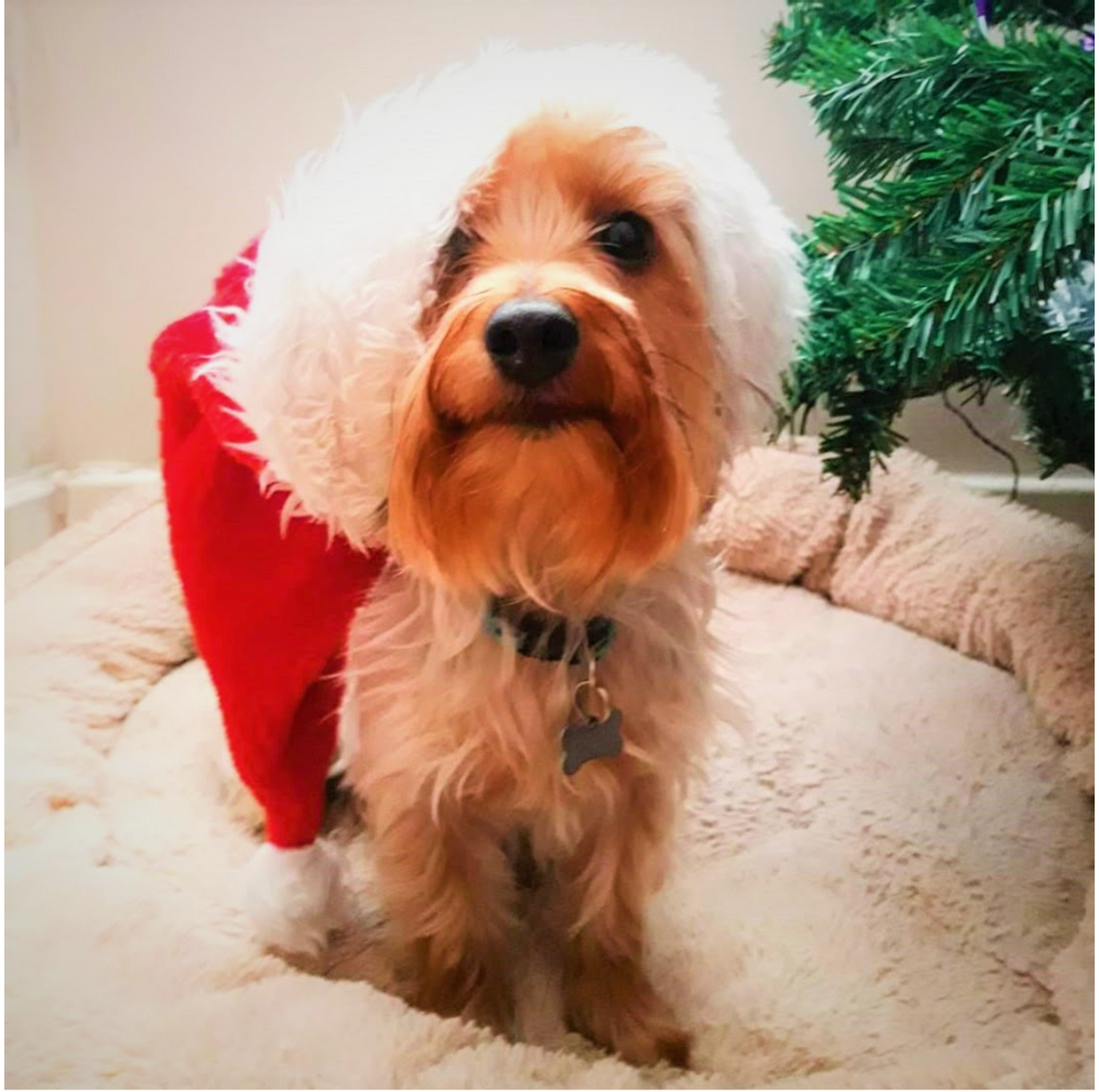 Christmas Shutdown