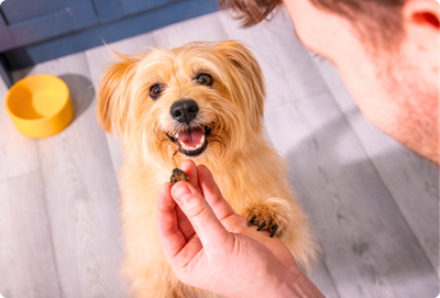 Bringing Home a Spring Puppy: The Essential Treat & Training Starter Guide