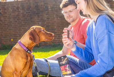 Healthy Rewards for Active Summer Dogs: What Nutritionists Recommend