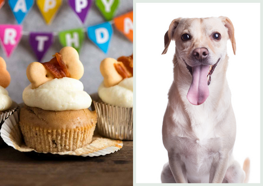 Different Types of Treat for Your Dogs