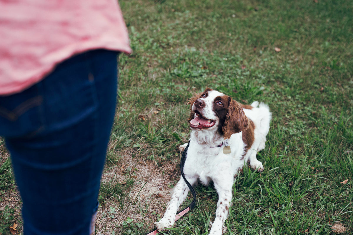 Pupsies Problematic Pandemic Puppies - high levels of problem behaviours and the use of av ...