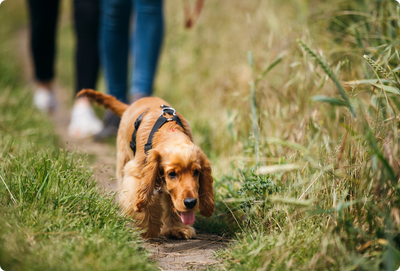 Why Your Dog Stops Listening in Summer (and How to Fix It)