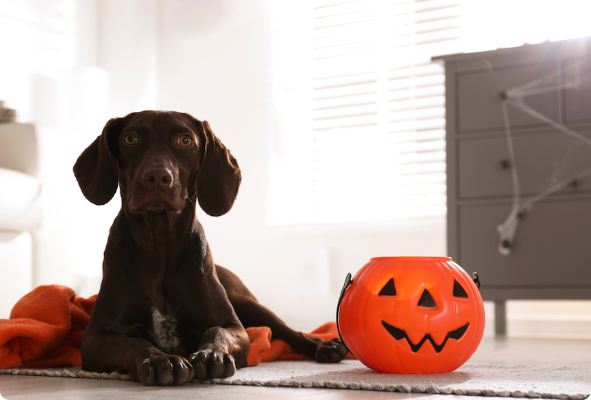 Dog eaten chocolate? Here's what to do 🍫