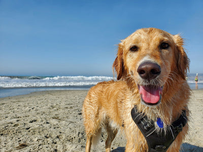 Treat 'Em Right: Beach Day Essentials