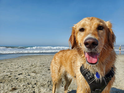 Treat 'Em Right: Beach Day Essentials