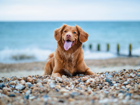 10 Fun Activities to Enjoy with Your Dog this Summer