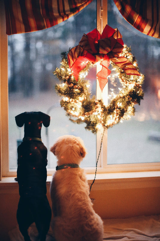 Countdown to Canine Joy: 24 Daily Activities to Enjoy with Your Dog Throughout December