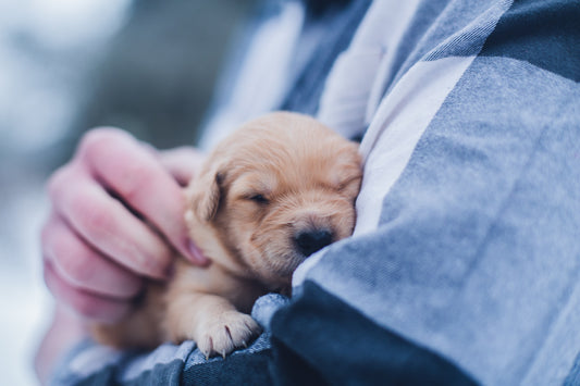 5 Tips for Choosing the Best Puppy Treats!