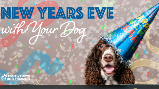 Preparing Your Dog for New Year's Eve