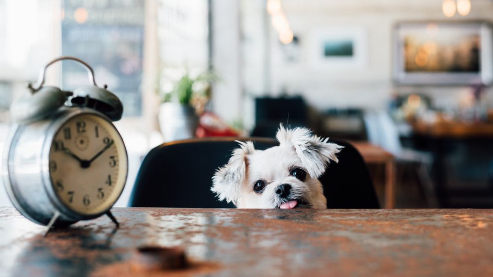 What are the Advantages of Buying Pet Supplies from Online Store?