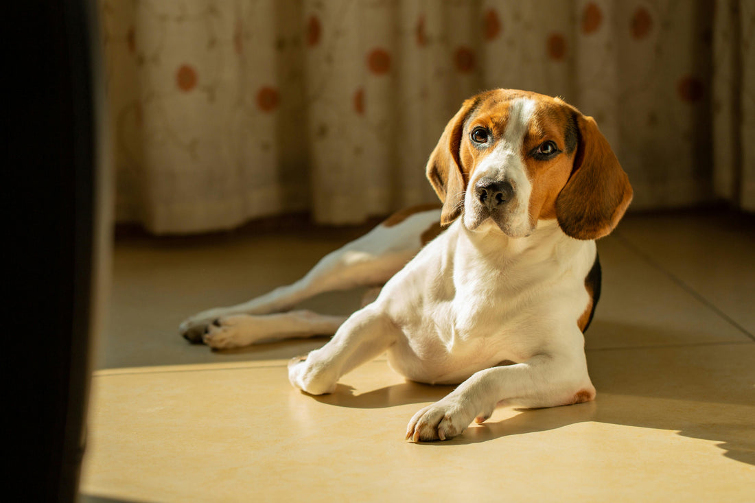 Does my dog need sun protection? The owner's guide to dogs and sunburn