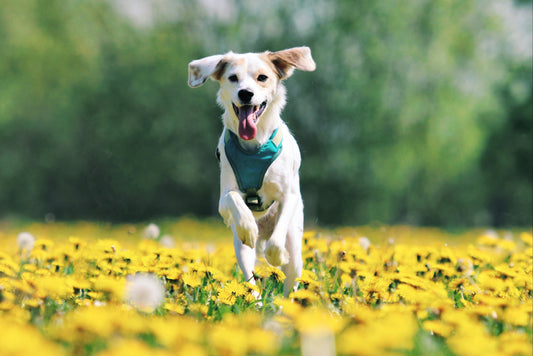 National Pet Day Check-Up Checklist: Show Your Pet Some Love!