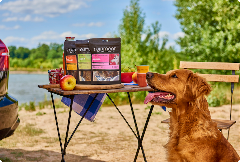 Travelling With Your Dog This Summer: The Ultimate Packing Checklist