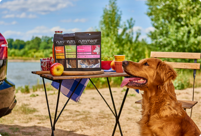 Travelling With Your Dog This Summer: The Ultimate Packing Checklist